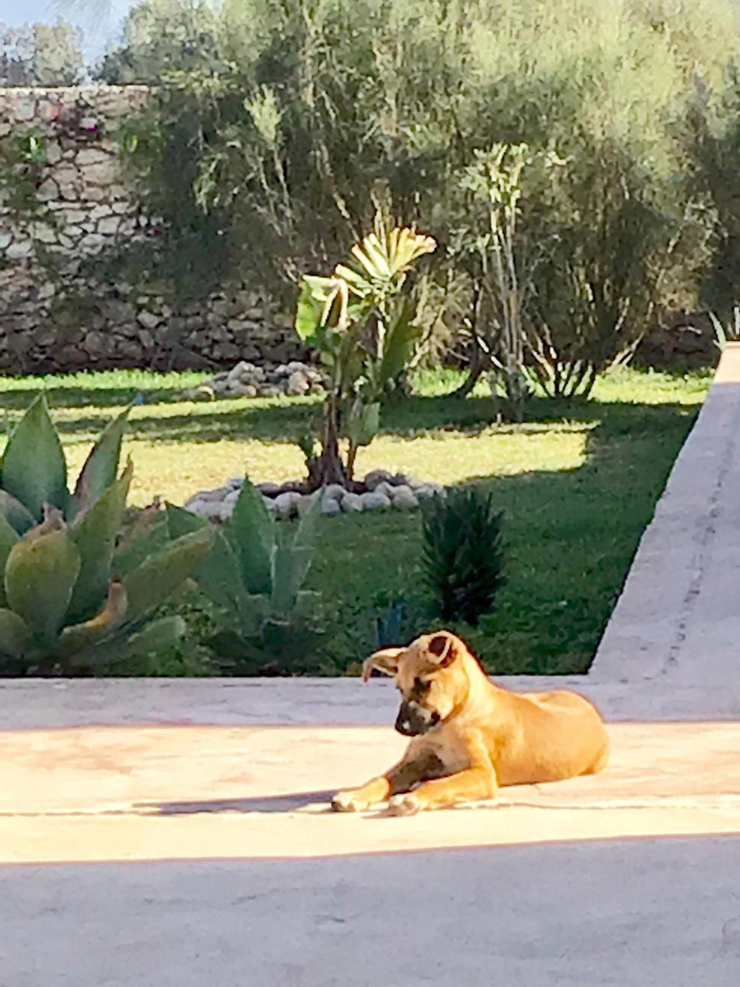 Al Ghar Dar Alya Essaouira Maison Et Table D'Hotes מראה חיצוני תמונה
